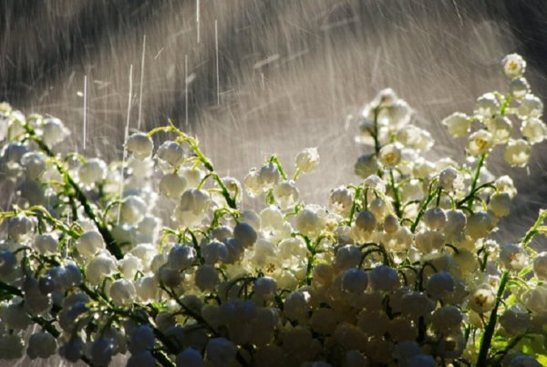 Весна дождь