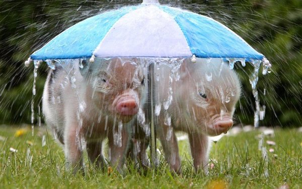 Доброе утро дождь картинки