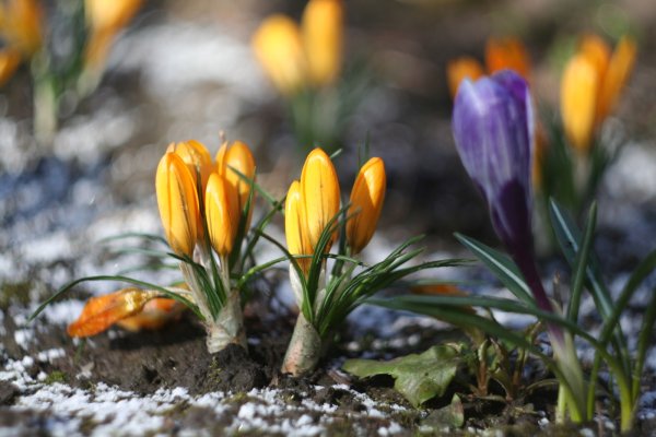 Весеннее Пробуждение природы