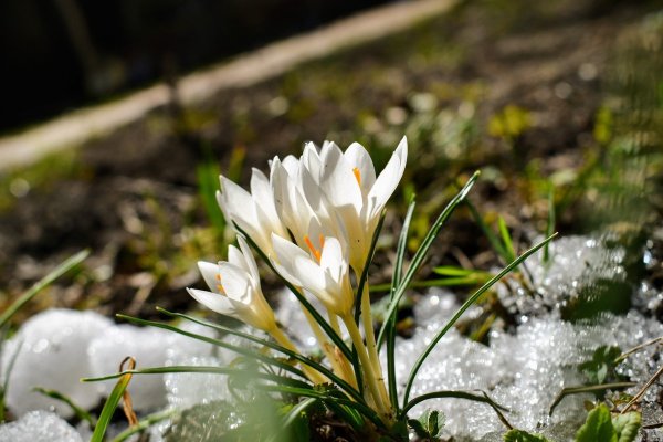 Пробуждение весны