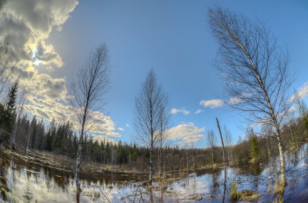 Пробуждение леса