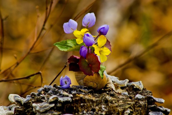 Весна Пробуждение природы