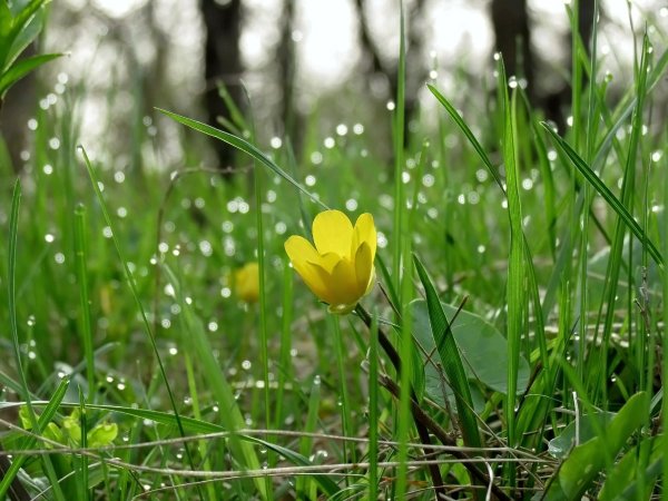 Весна природа просыпается