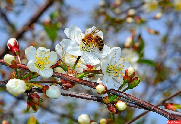 Пробуждение весны