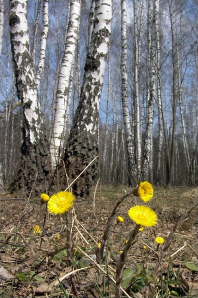 Весна природа просыпается