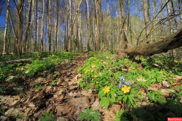 Весна в лесу