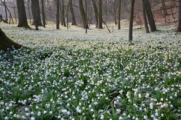 Подснежники Поляна подснежников