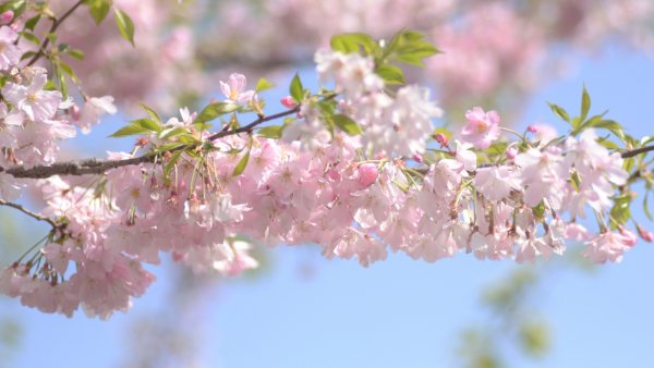 Обои для рабочего стола Весна красивые