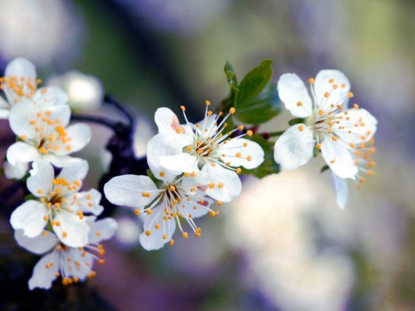 Черри блоссом цветок