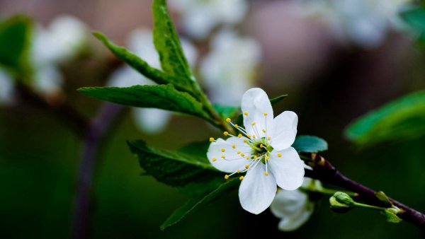 Черри блоссом