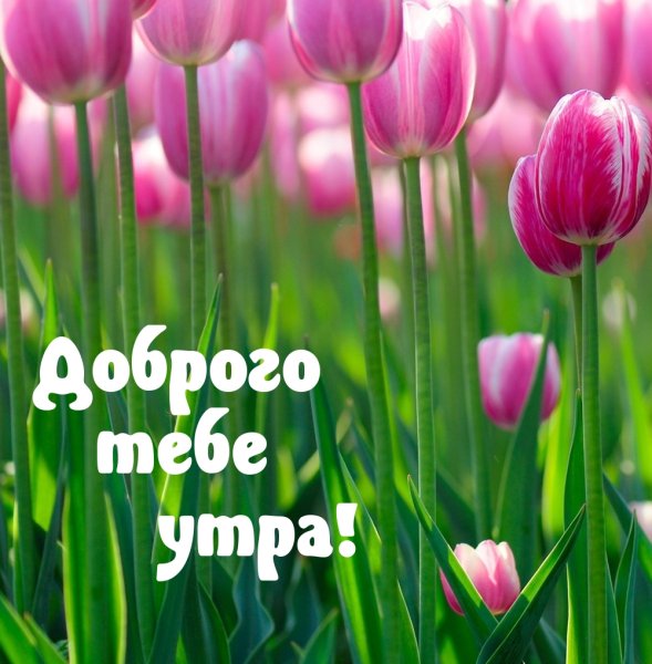 Доброе утро Весна