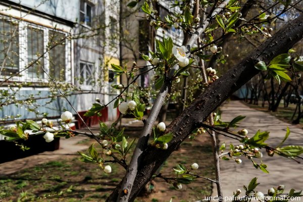 Весенние дворы красивые