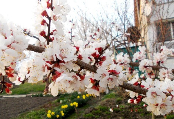 Весенние дворы красивые