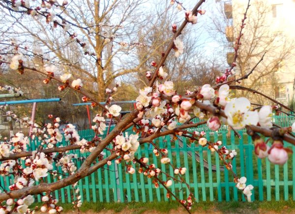 Двор весной