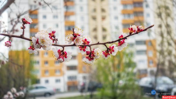 Белгород весной