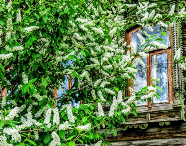 Живопись Владимир Жданов сельские пейзажи