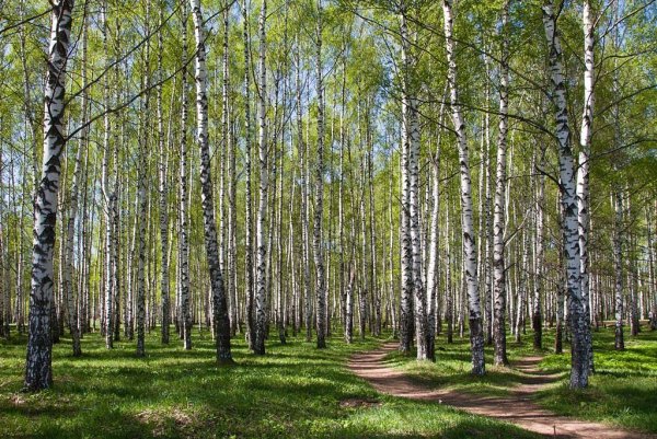 Березовая роща Касторное