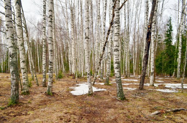 Березовая роща ранней весной чага