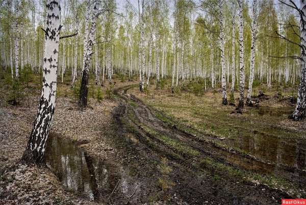 Березовая роща ранней весной