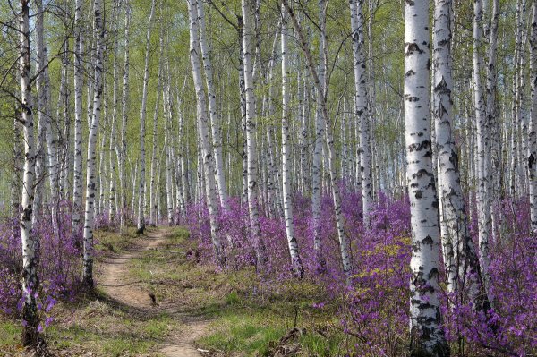 Березовая роща