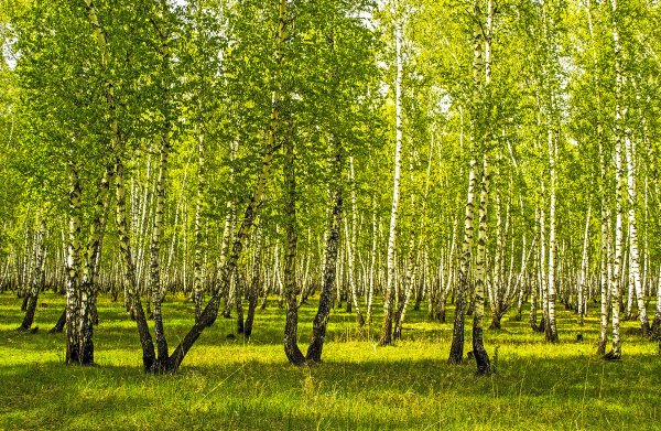 Лес Березовая роща