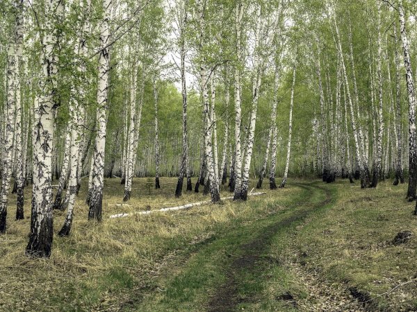 Березовая роща село