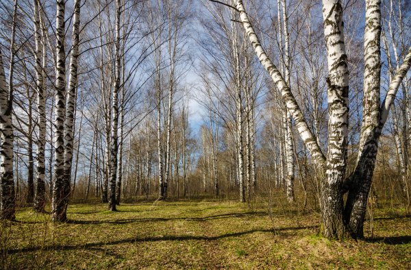 Березовая роща ранней весной