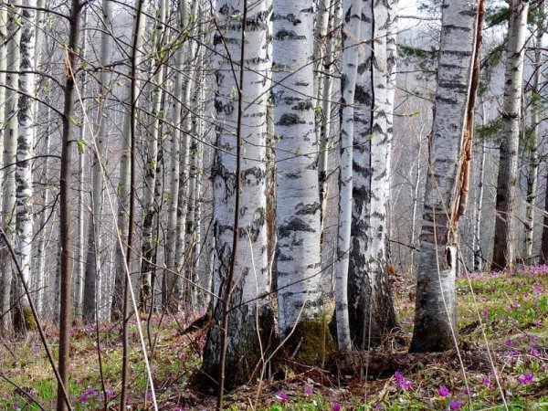 Березовая роща ранней весной