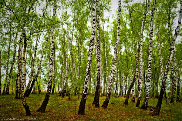 Березовый лес Некрасовка