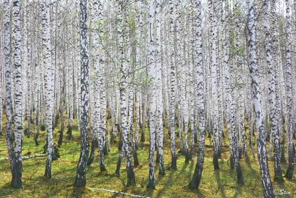 Березовые Рощи Марий Эл