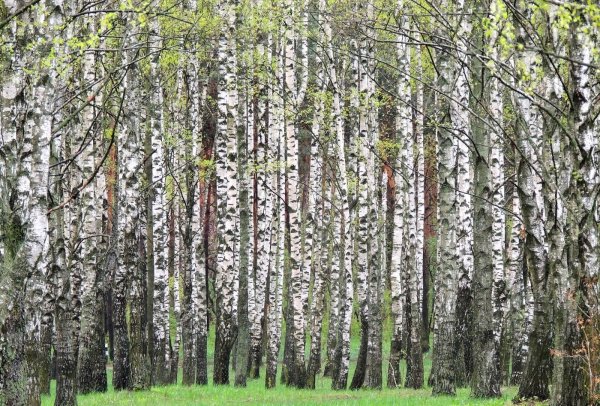 Березовая роща весной