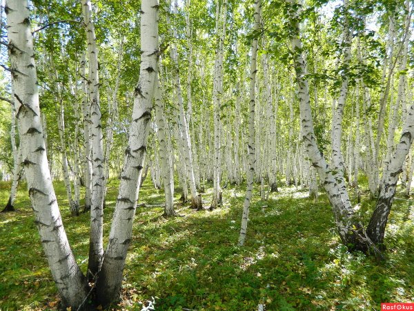 Березовая роща Якутии