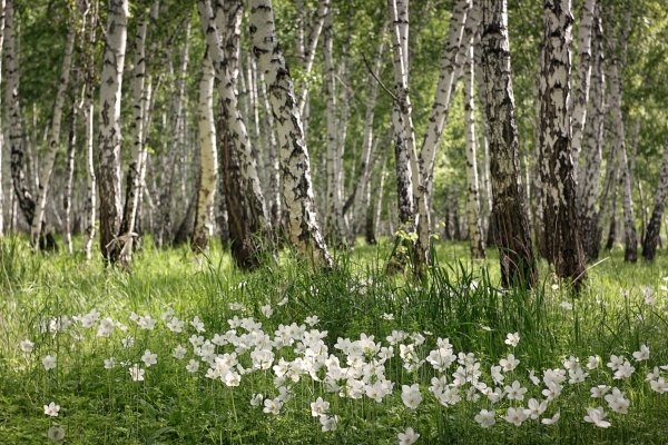Березовая роща весной