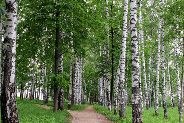 Леса Березки Курск