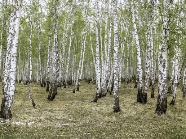Березовые Рощи в Ленинградской области