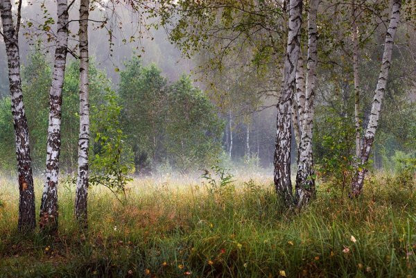 Утро в берёзовом лесу покушкева