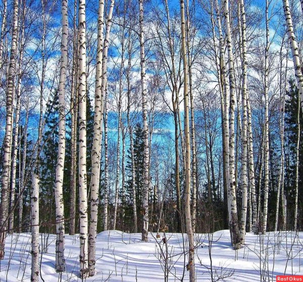 Березовая роща в апреле