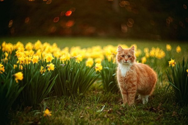Рыжий котик в цветах