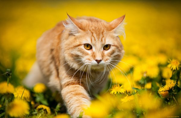 Весенние коты