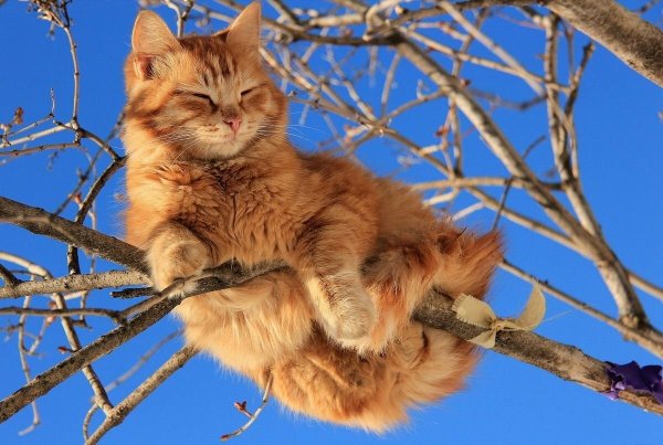 Рыжий котик в цветах