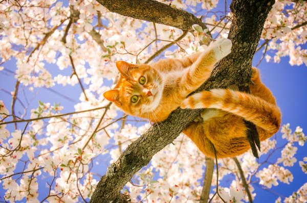 Кошка Весна