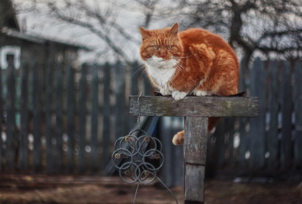 Рыжие коты Весна