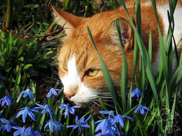 Коты весной