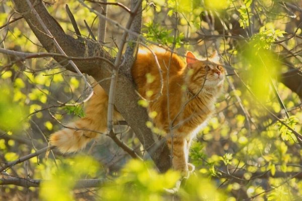 Кошки весной