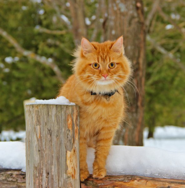 Мурановские коты