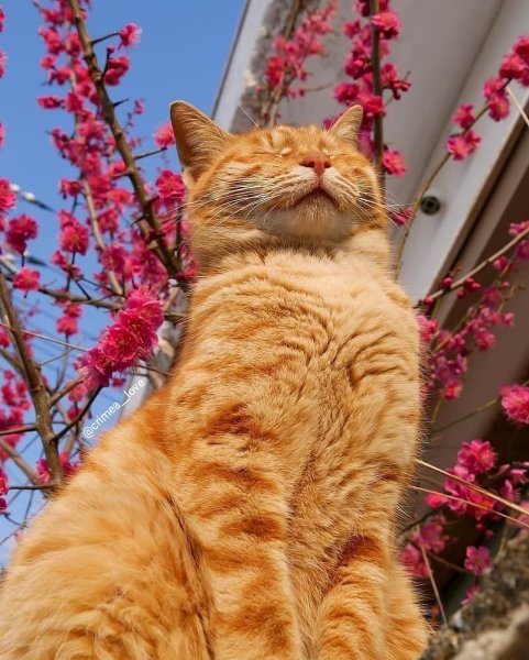 Коты весной