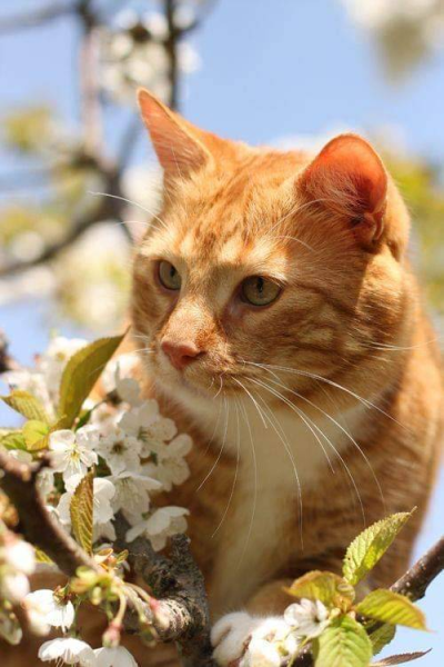 Рыжий котенок Весна