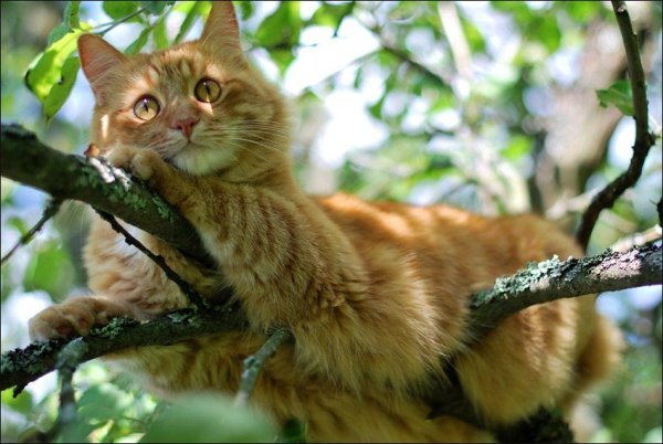 Рыжий кот на природе