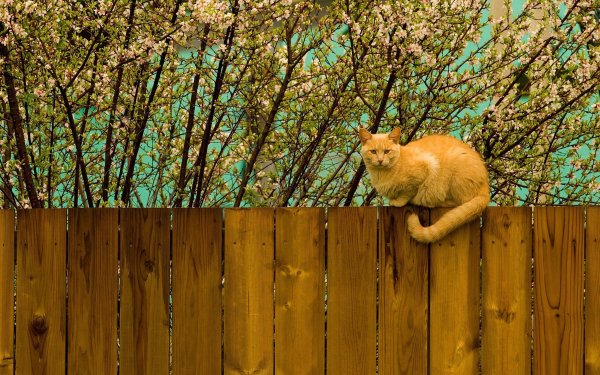 Рыжие коты Весна доброе утро