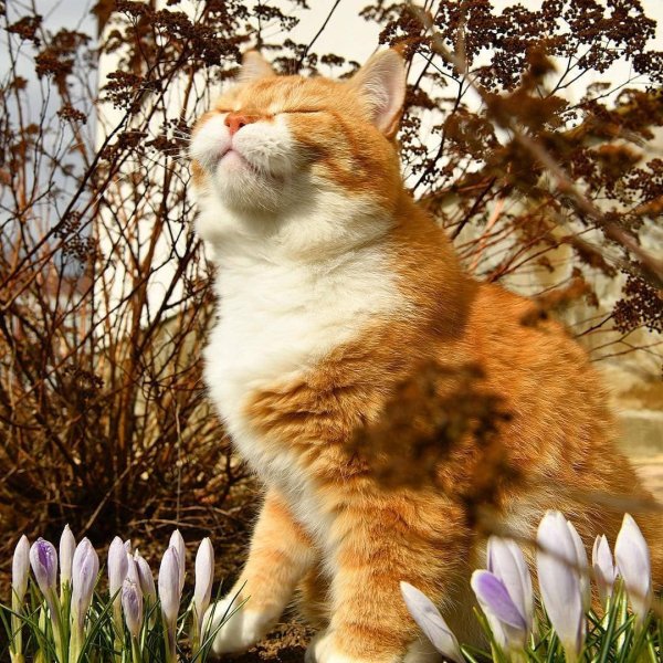 Кот Весна
